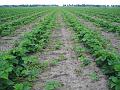Leon Vissers Vissers aardbeiplanten BV America (17)
